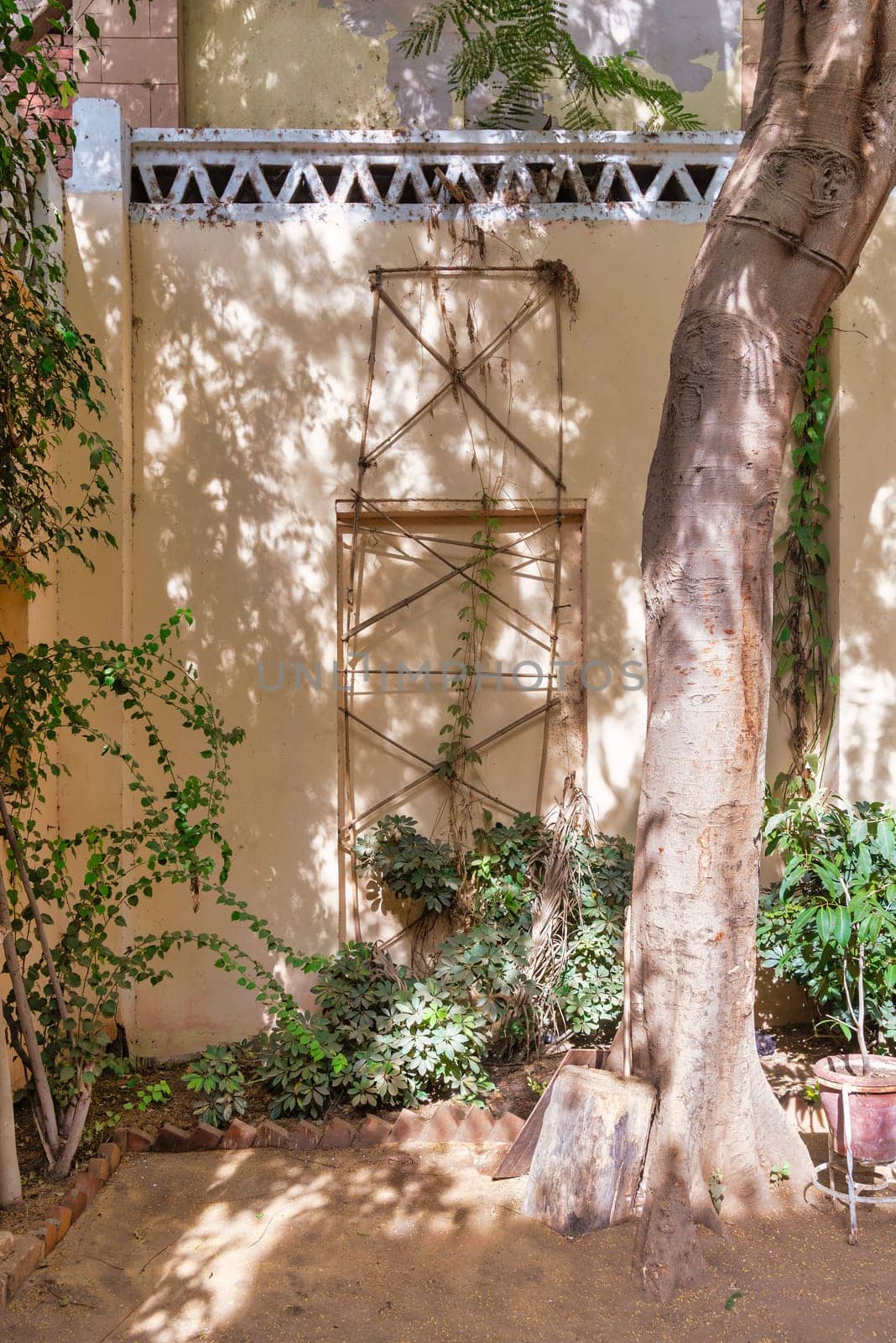 A lone tree casts its shadow on a weathered stone wall, creating a stark contrast between light and dark. The rough texture of an ancient wall is juxtaposed with the delicate beauty of the tre