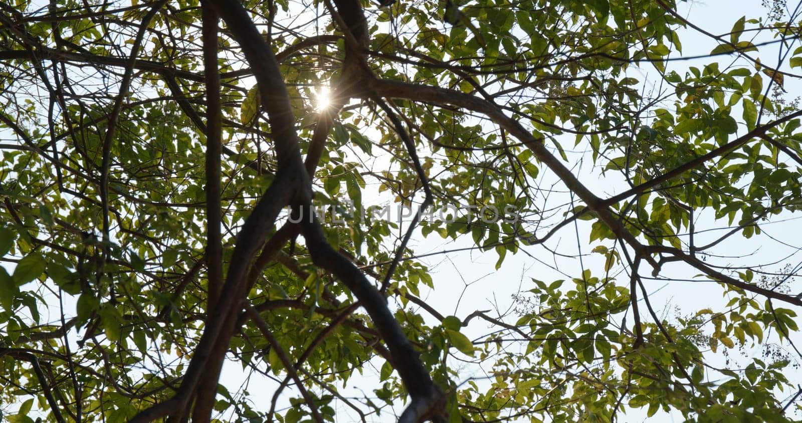 Green tree branch with sunlight ray