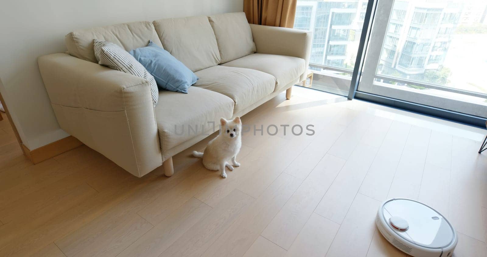 Pomeranian Dog sit on floor at home with robotic vacuum cleaner slides across the room