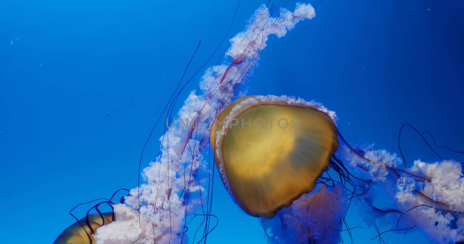 Jelly fish swim in water tank