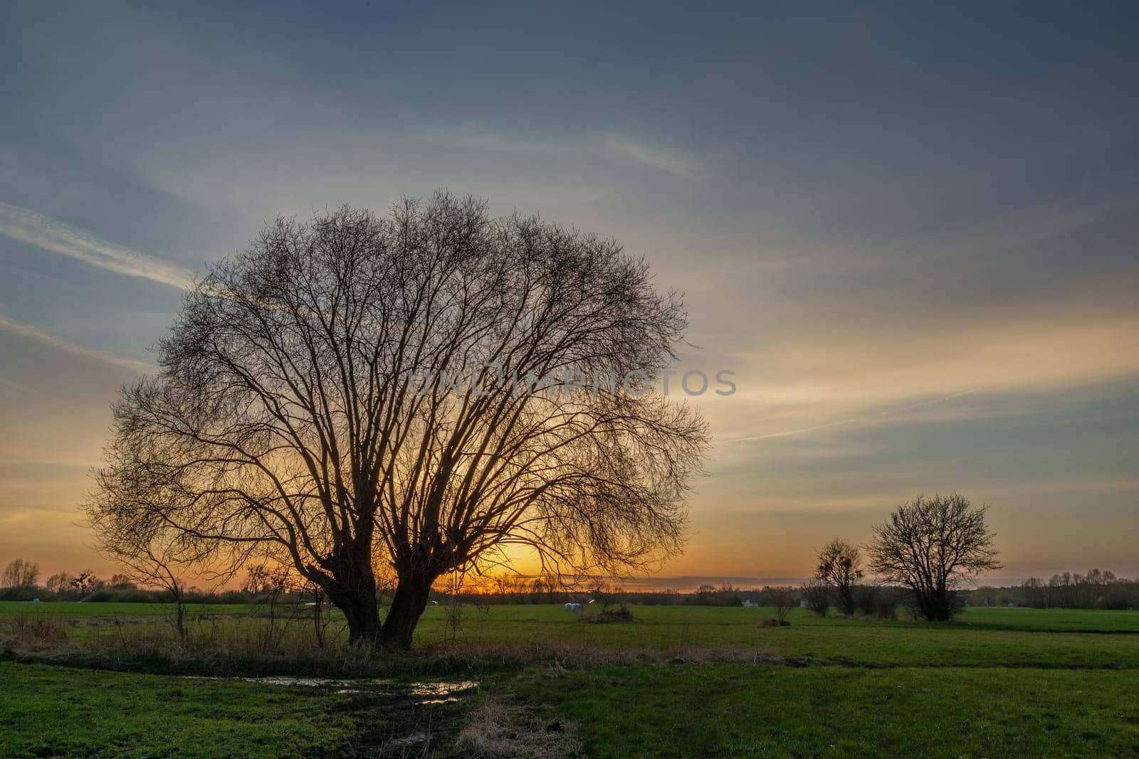 Sunset behind a tree without leaves in the green meadow, spring evening
