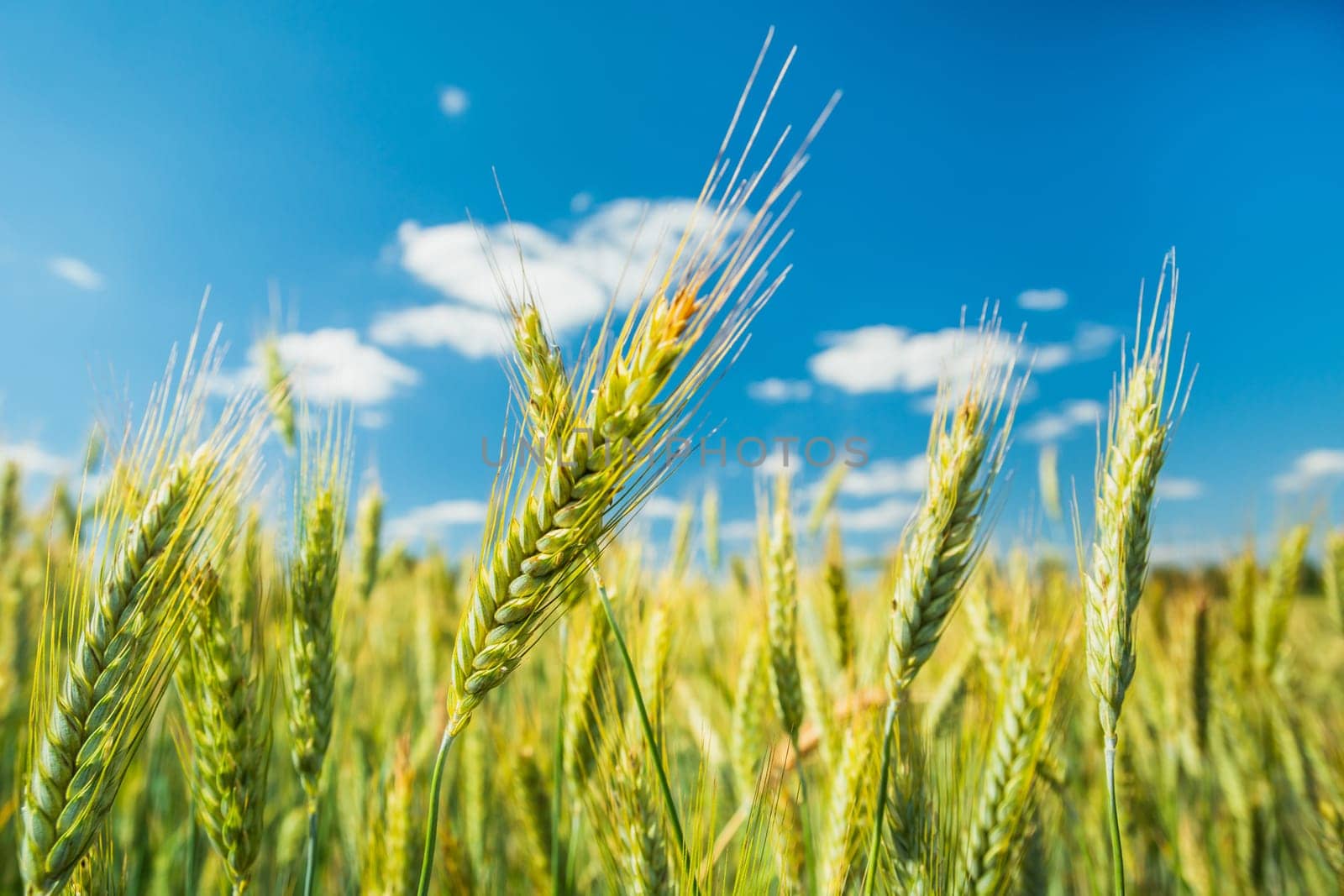 Ears of grain against the background of blue sky, summer view