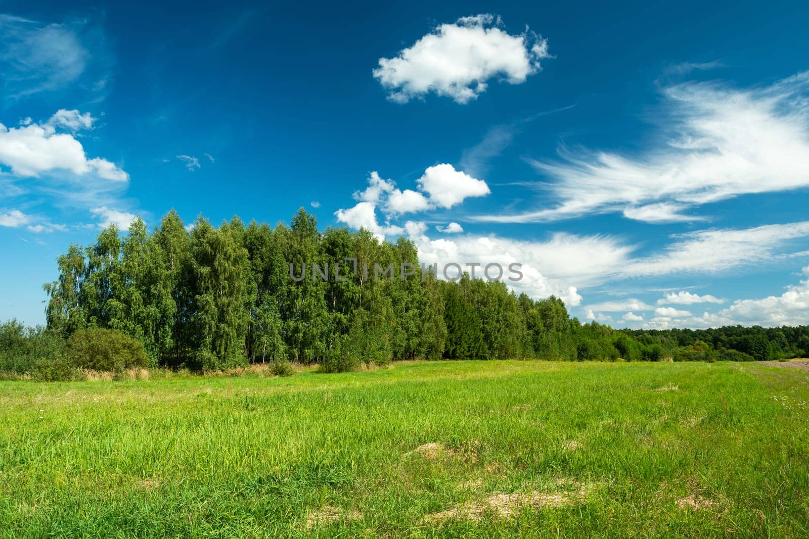 Green meadow and forest and white clouds on the blue sky, summer landscape