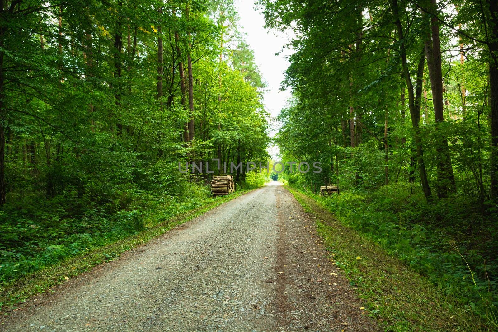 A straight dirt road through a green forest