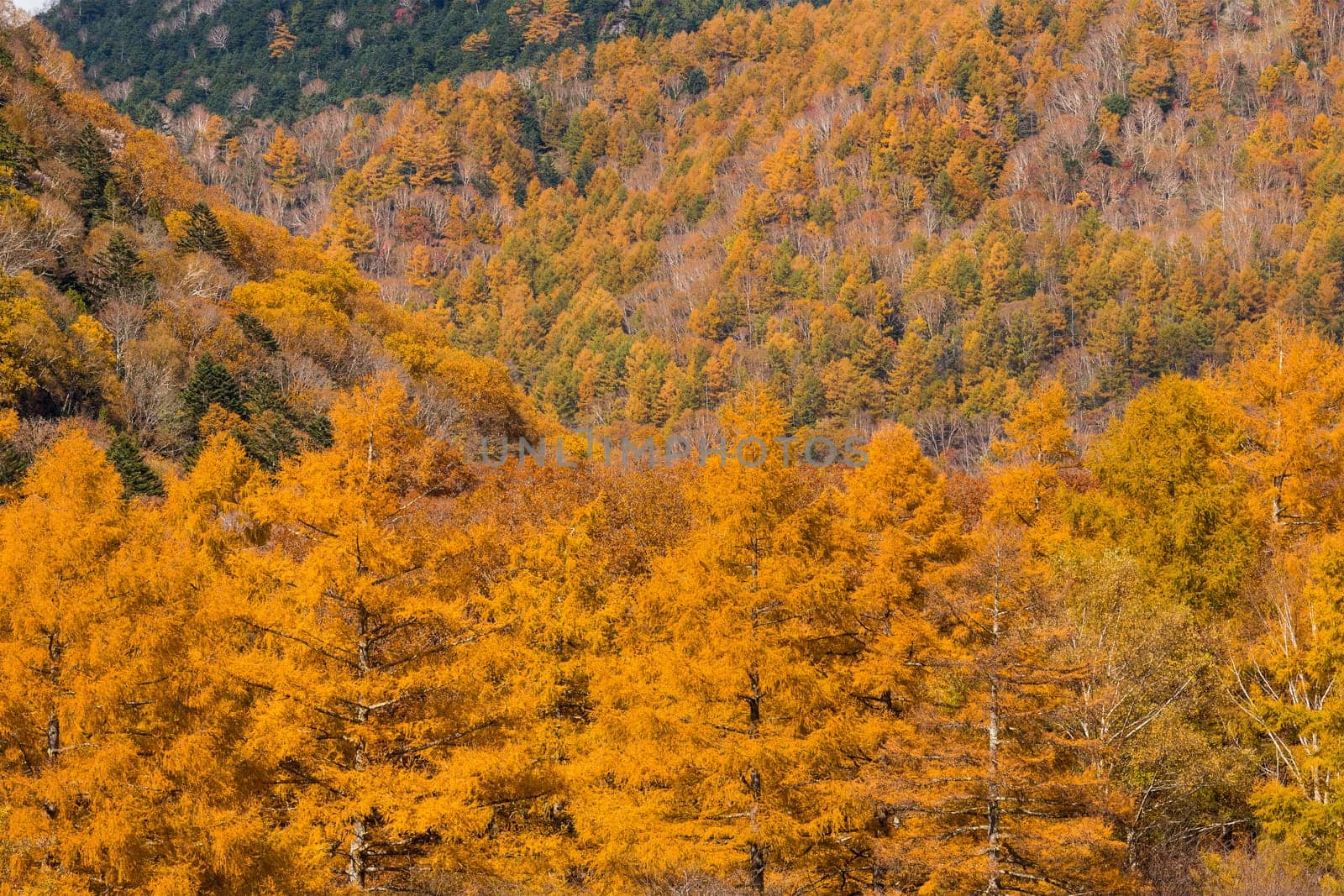 Yellow leave tree hiking trail