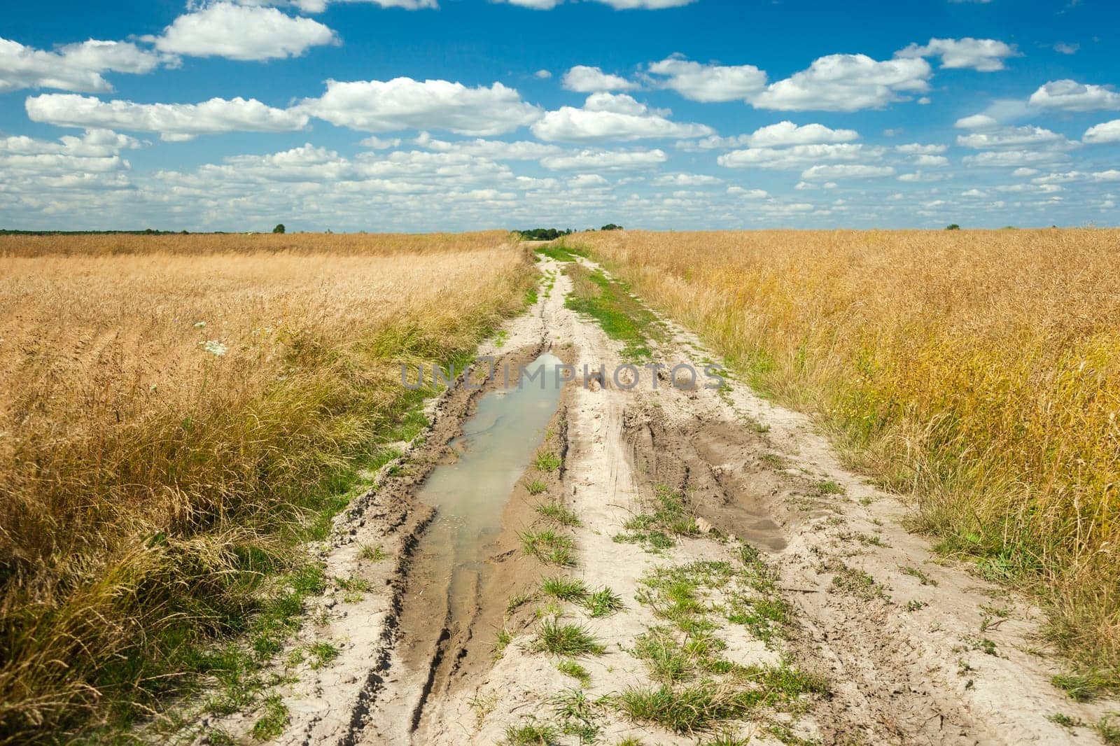 Puddle on dirt road through grain field and white clouds at sky, summer rural view