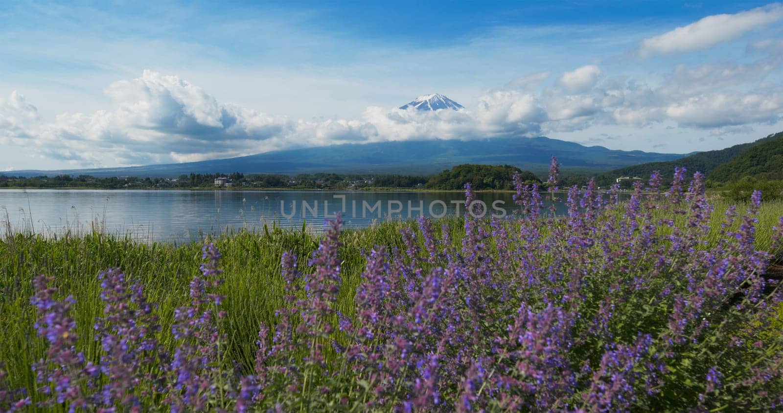 Mountain Fujisan and Lavender field in Kawaguchiko in Japan