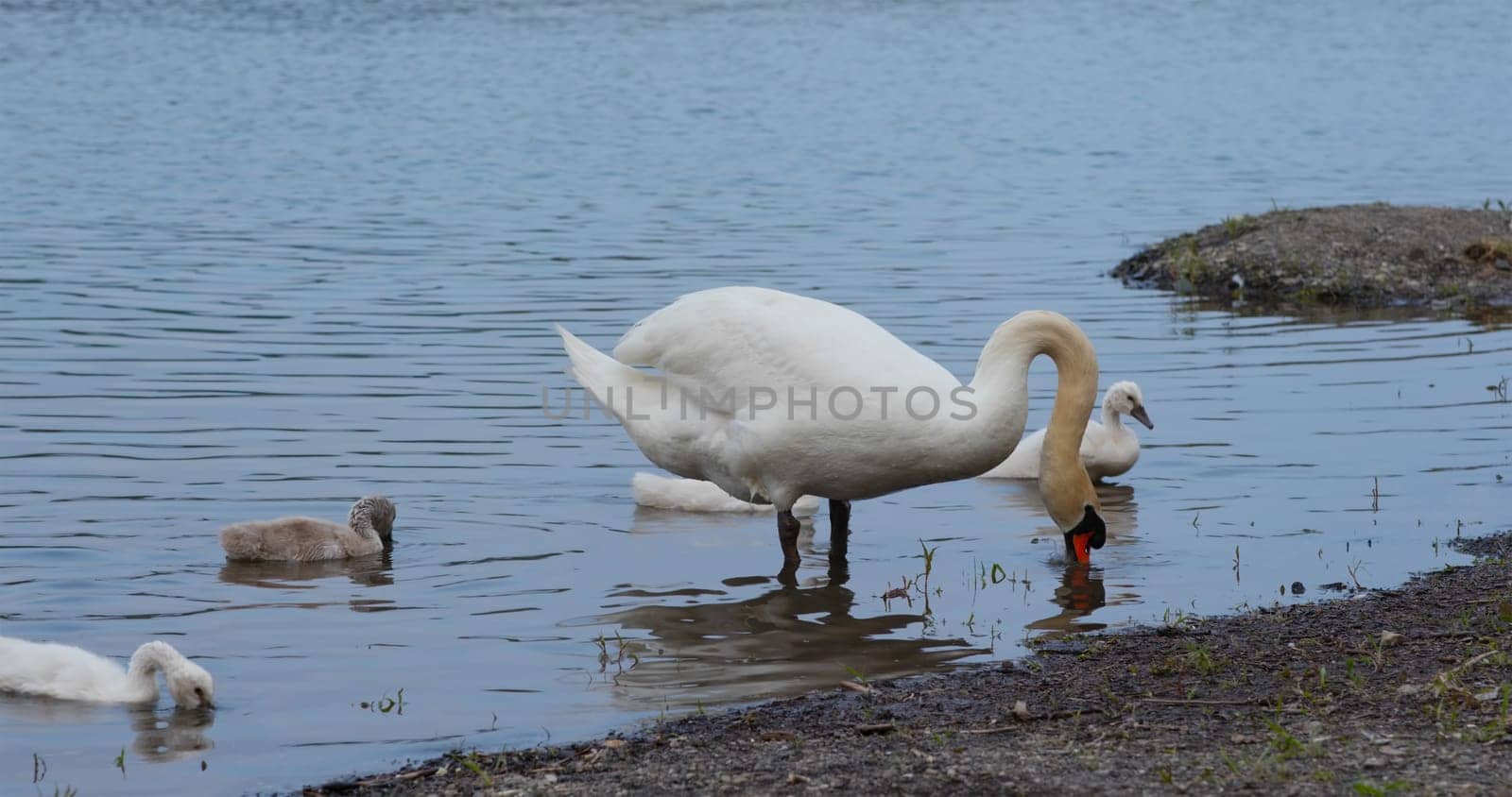 White swan family swim at the lake