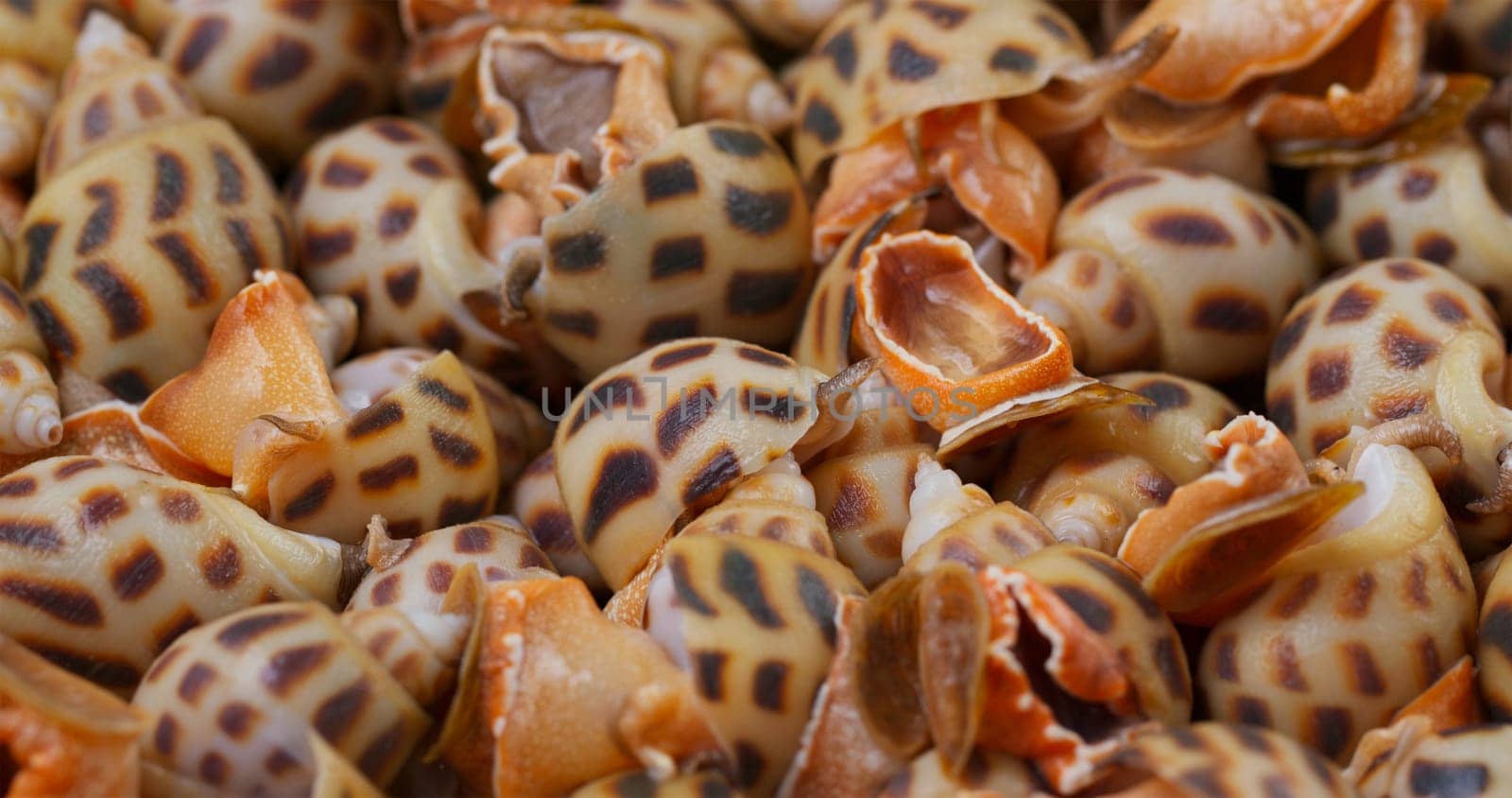Raw fresh sea snail close up