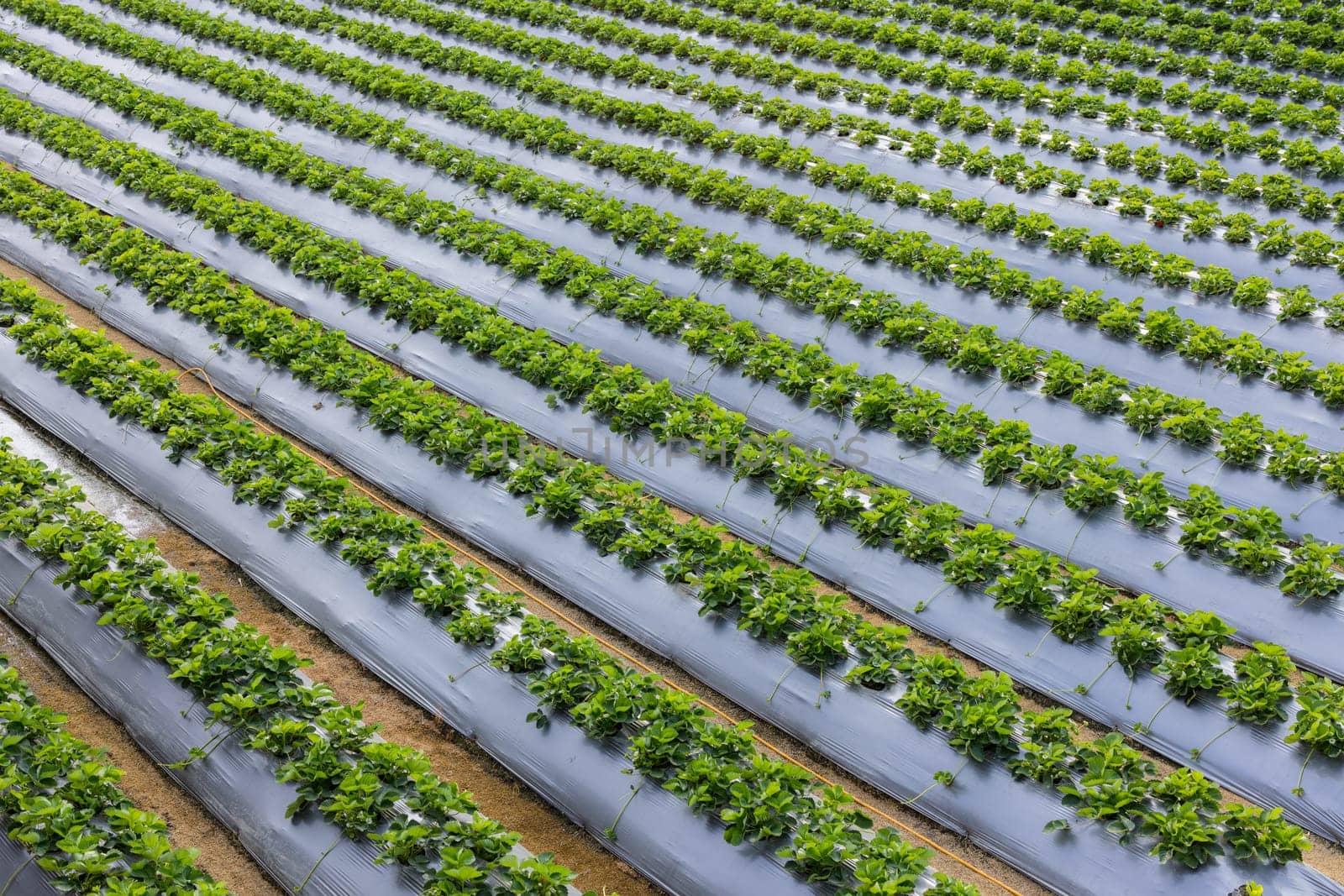 Organic Strawberry field in the farm