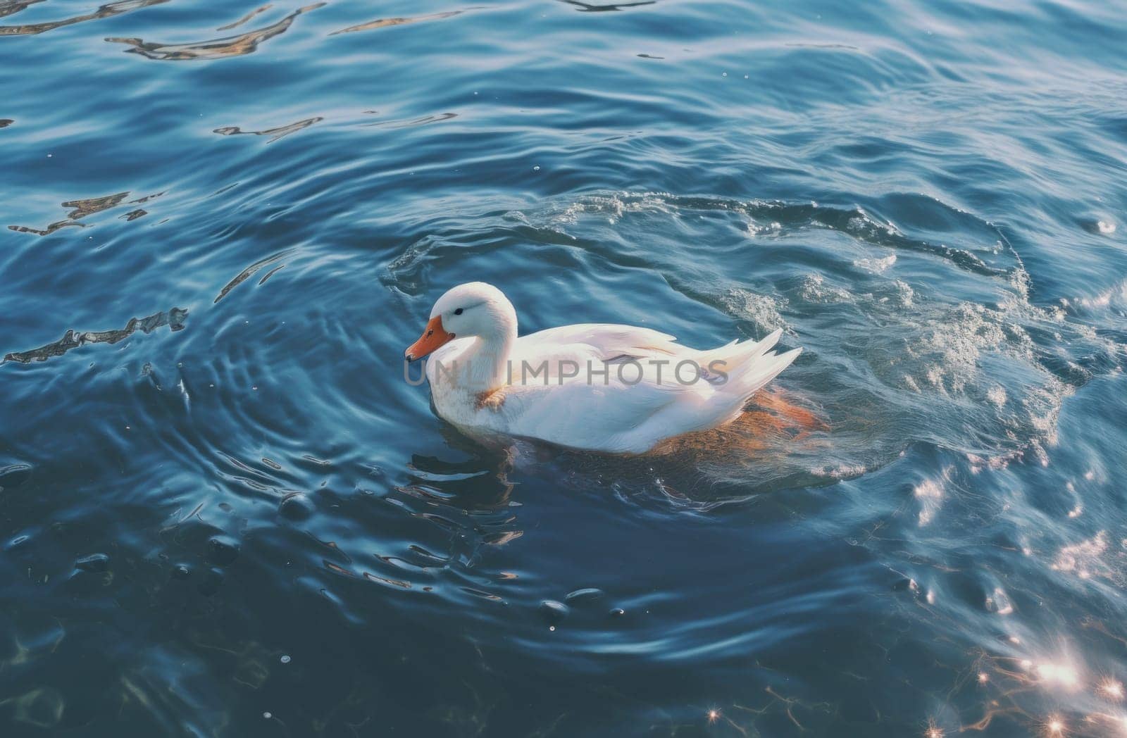 a white duck floating on the water.