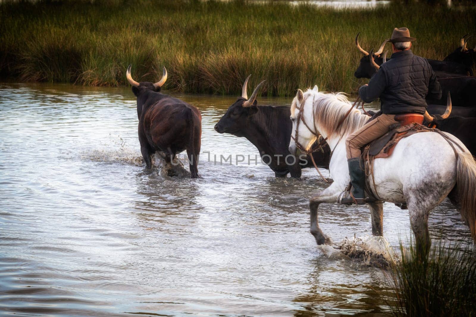 Cowboy carrying a long cattle prod near a herd of bulls, Camargue, France