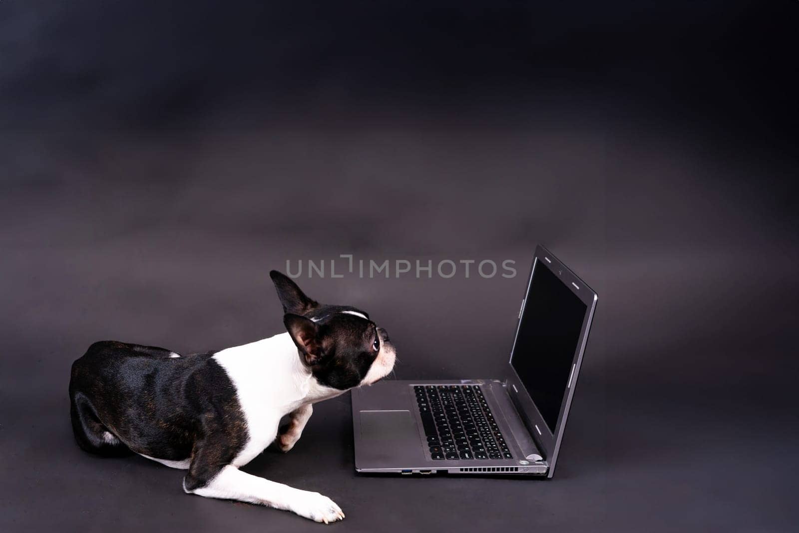 Funny little dog lying in front of laptop and looking with interest at screen in a studio