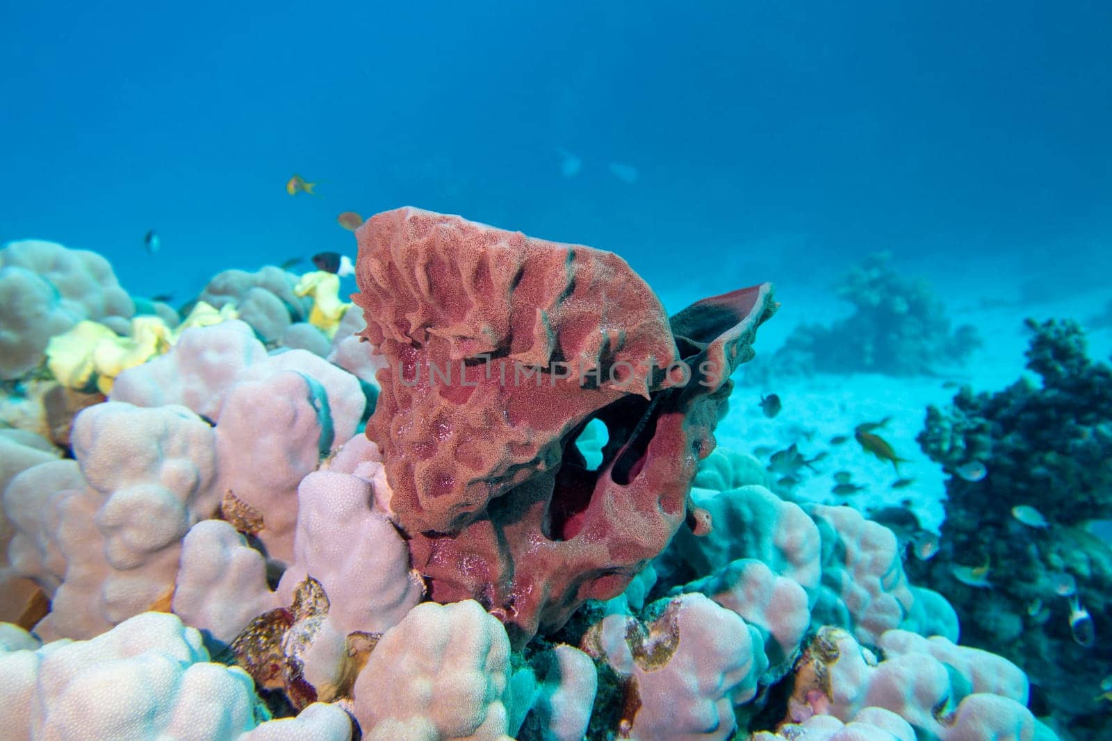 Colorful, picturesque coral reef at the bottom of tropical sea, great sea tube sponge, underwater landscape