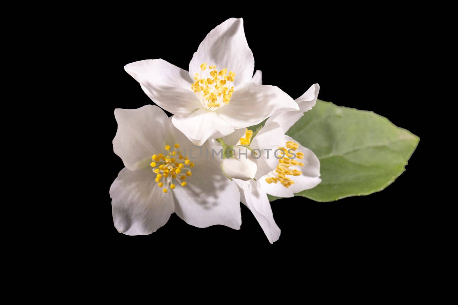 Beautiful, delicate white flowers of the jasmine shrubon on a black background, close up