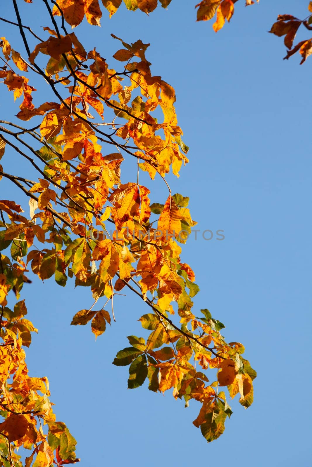 Chestnut leaves, chestnut, golden yellow fall leaves hanging on a tree, Germany
