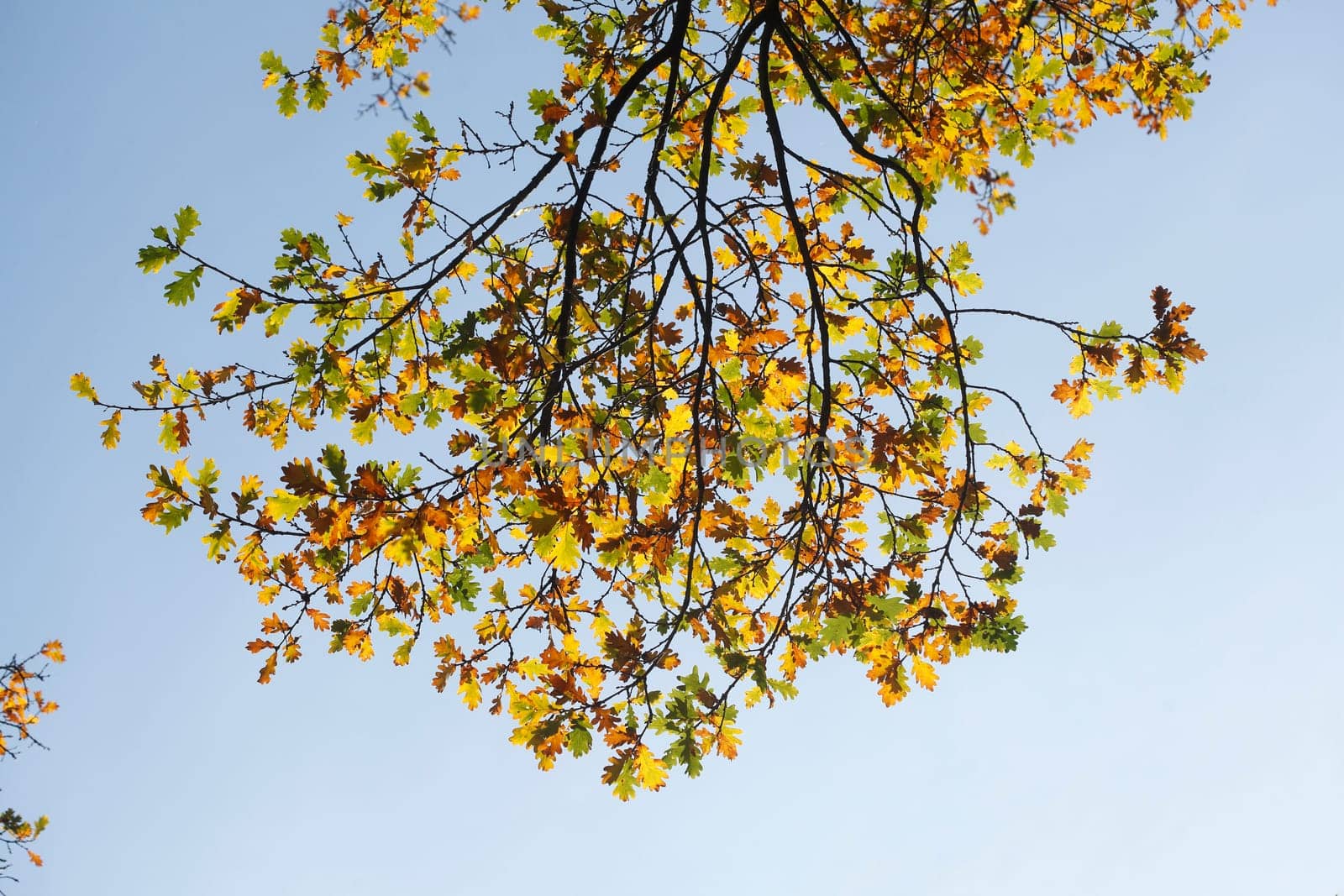 Maple (Acer ), golden yellow fall leaves hanging from a tree, Germany