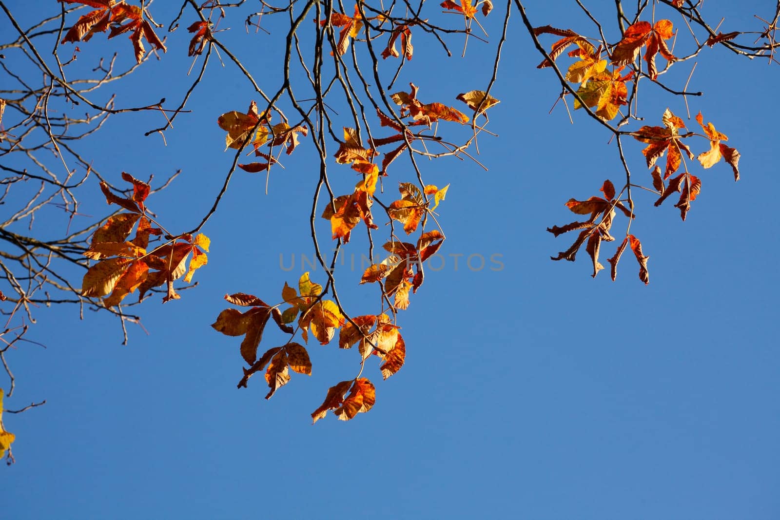 Chestnut leaves, chestnut, golden yellow fall leaves hanging on a tree, Germany