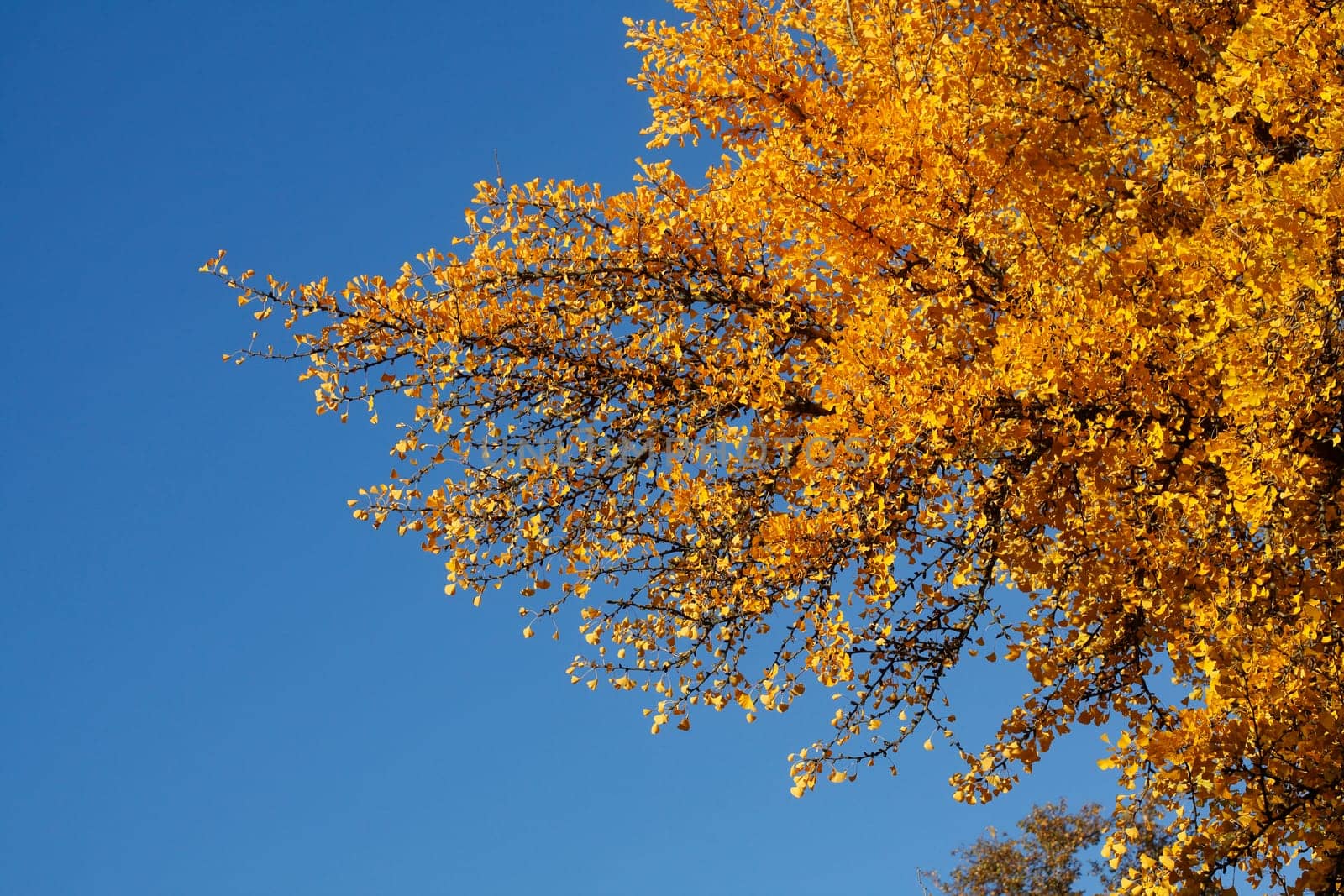 Ginkgo tree (Ginkgo biloba), yellow colored leaves in autumn, Germany