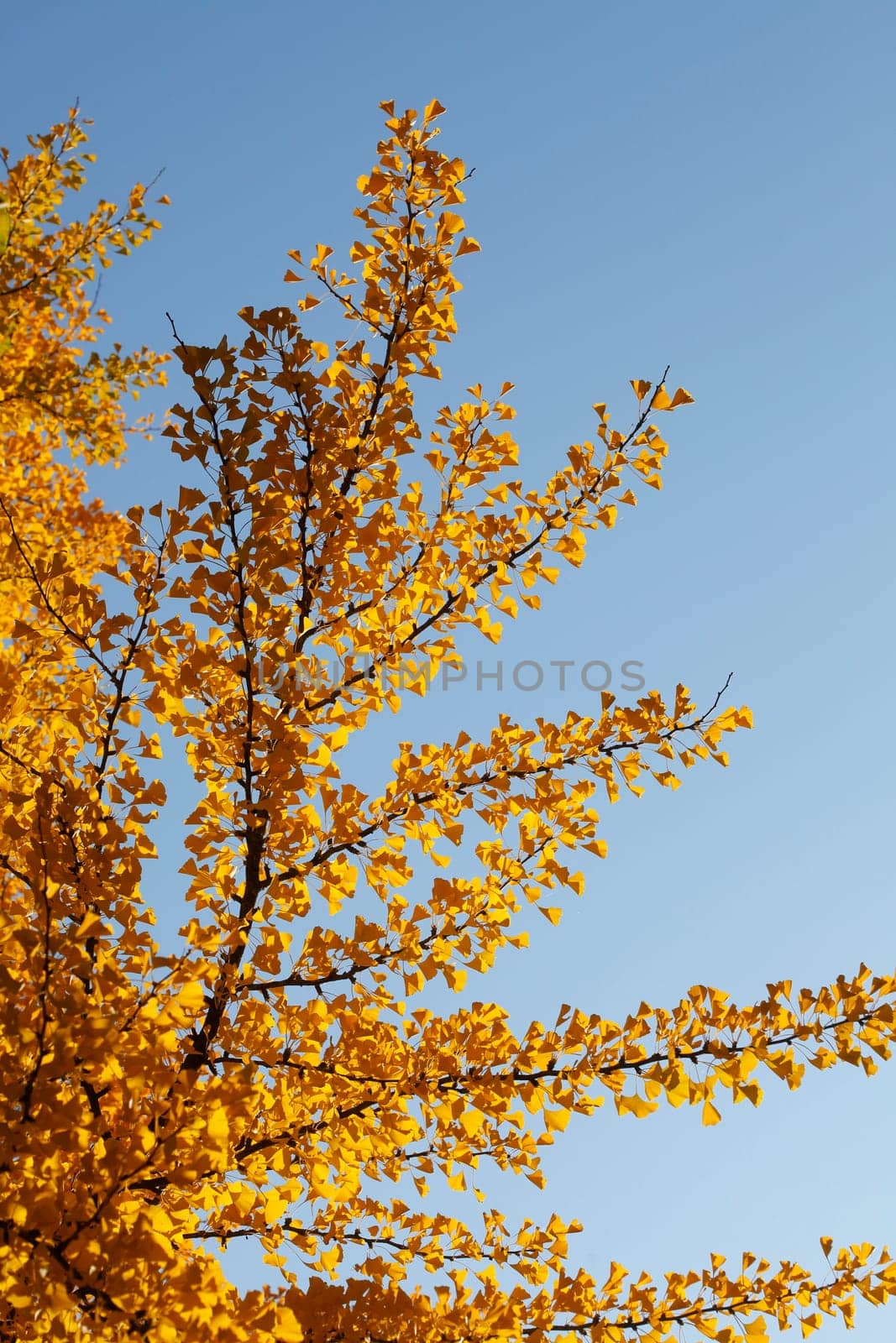 Ginkgo tree (Ginkgo biloba), yellow colored leaves in autumn, Germany