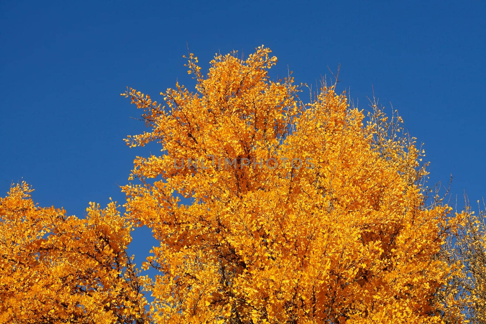 Ginkgo tree (Ginkgo biloba), yellow colored leaves in autumn, Germany