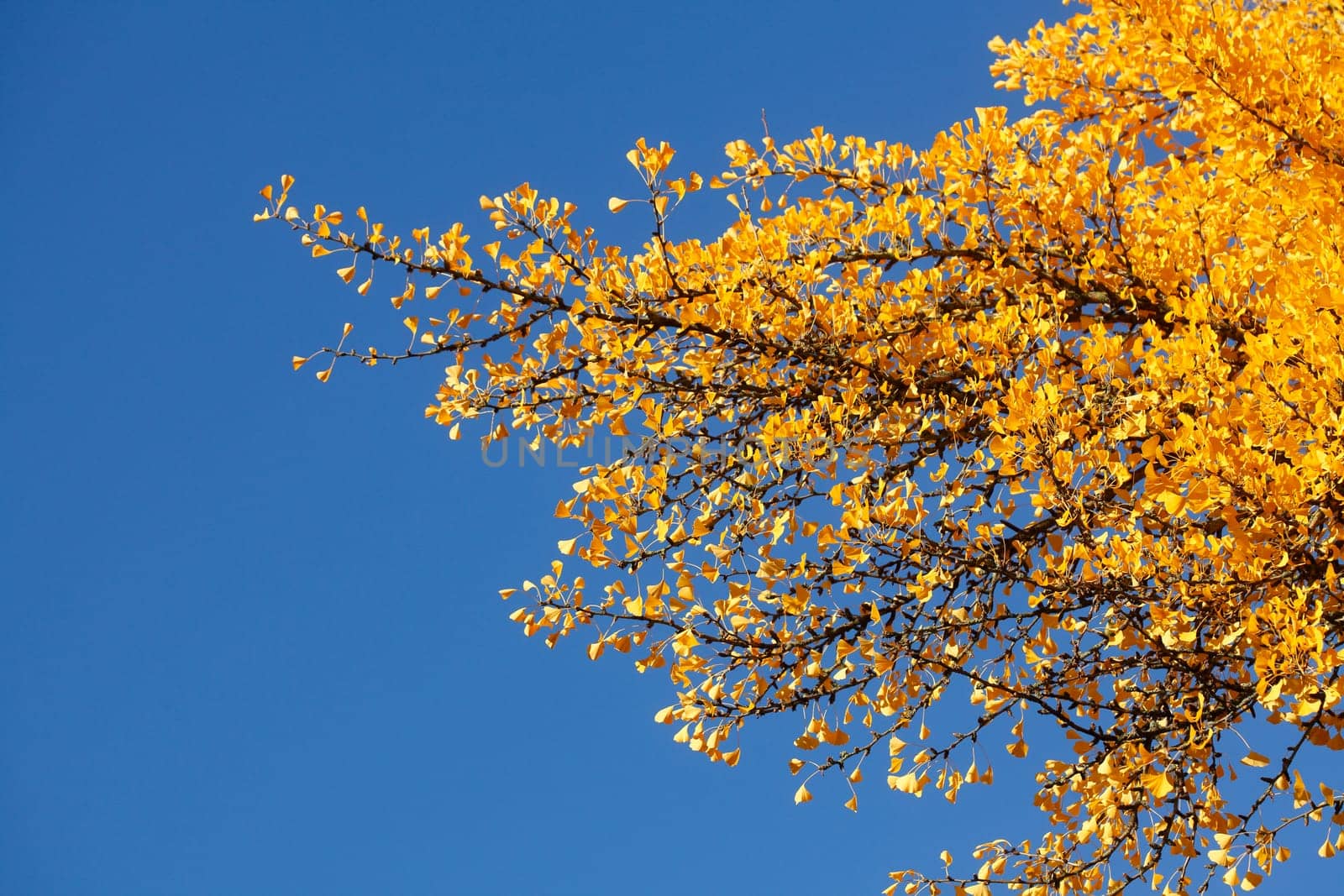 Ginkgo tree (Ginkgo biloba), yellow colored leaves in autumn, Germany