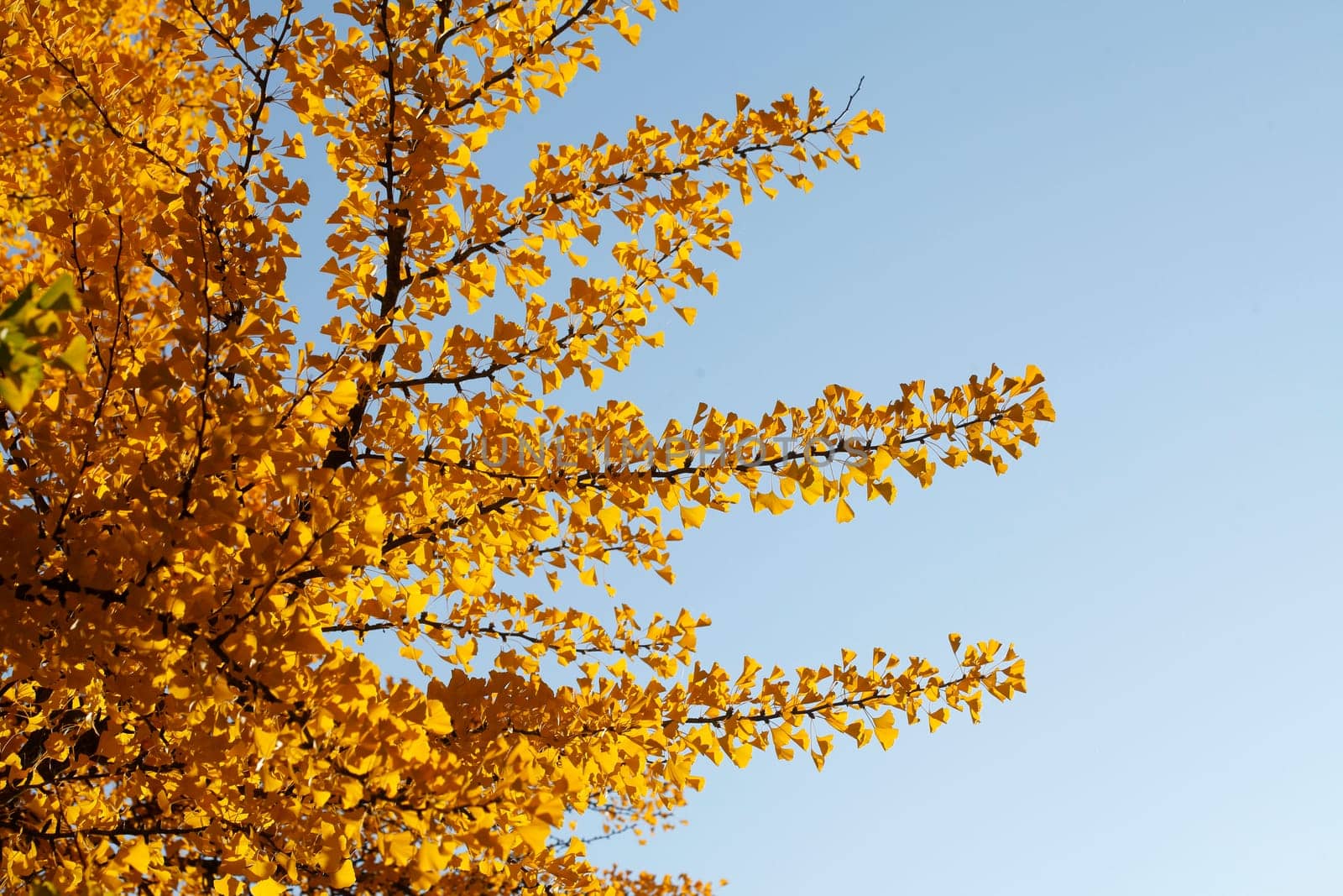 Ginkgo tree (Ginkgo biloba), yellow colored leaves in autumn, Germany