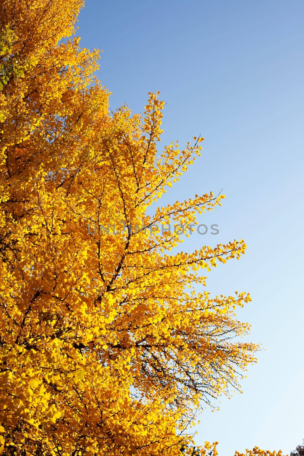 Ginkgo tree (Ginkgo biloba), yellow colored leaves in autumn, Germany