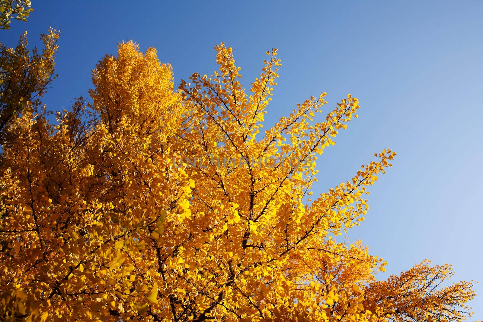 Ginkgo tree (Ginkgo biloba), yellow colored leaves in autumn, Germany