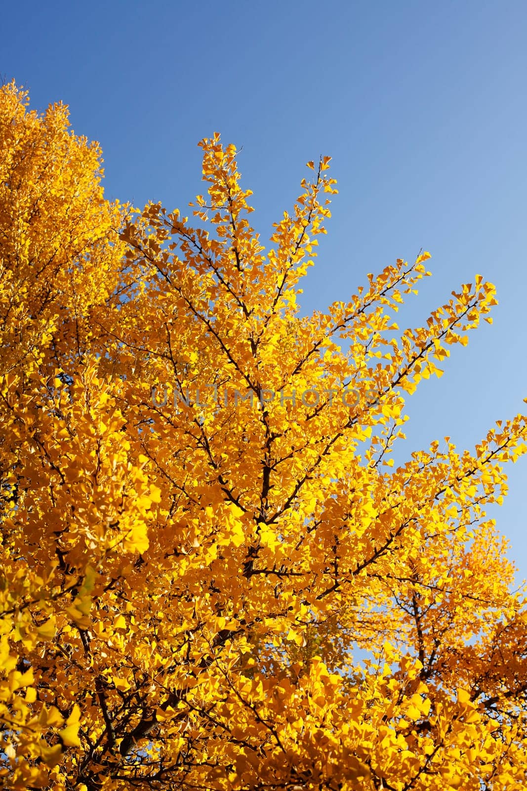 Ginkgo tree (Ginkgo biloba), yellow colored leaves in autumn, Germany