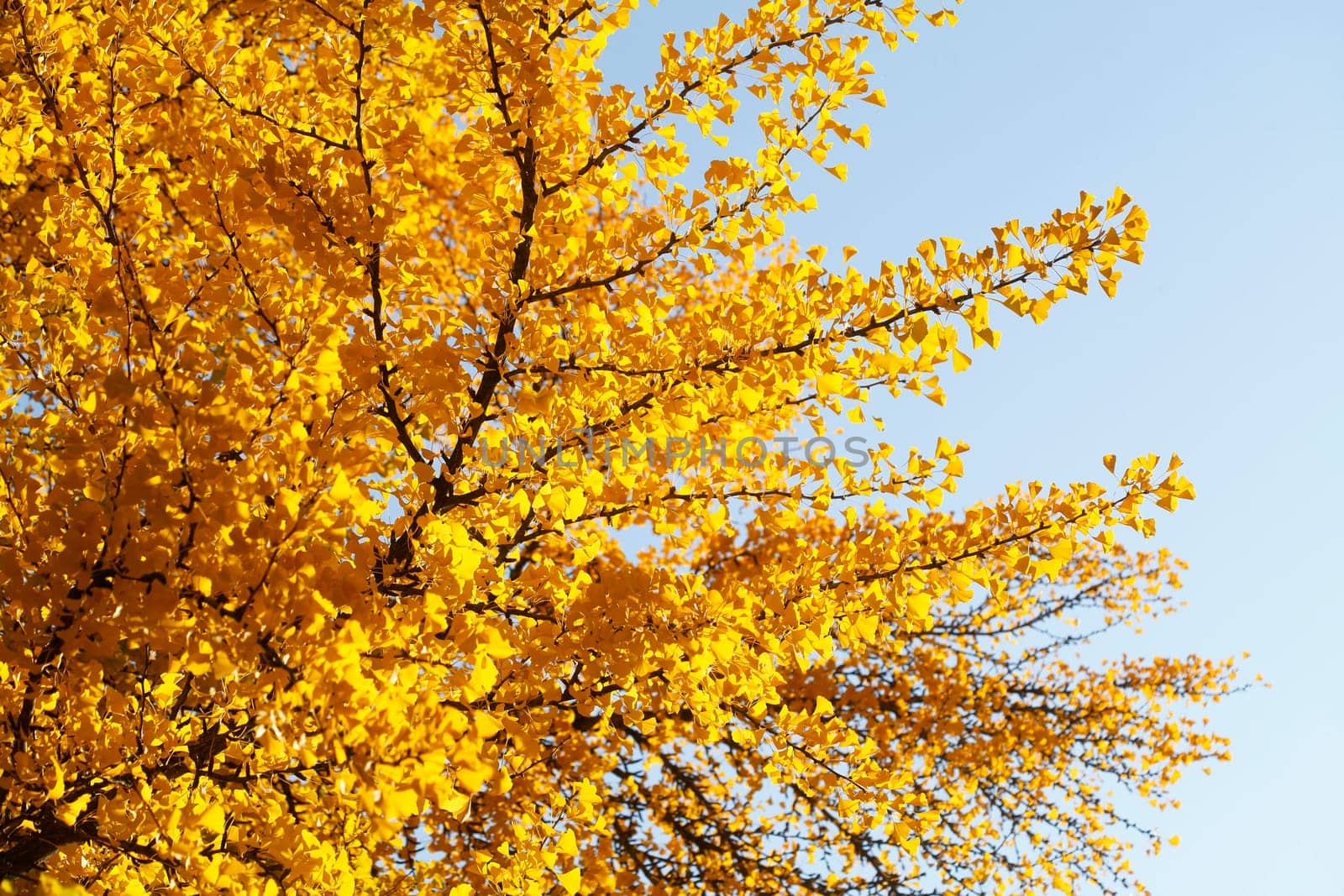 Ginkgo tree (Ginkgo biloba), yellow colored leaves in autumn, Germany