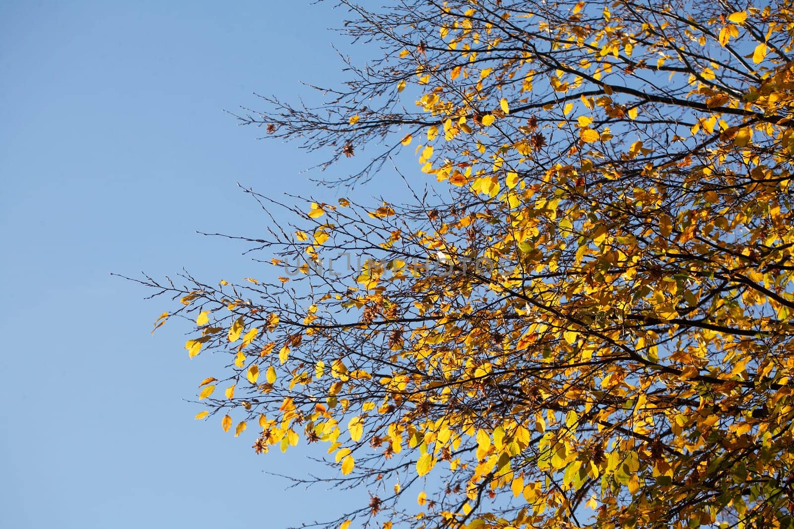 Colorful autumn leaves on a beech tree , Germany