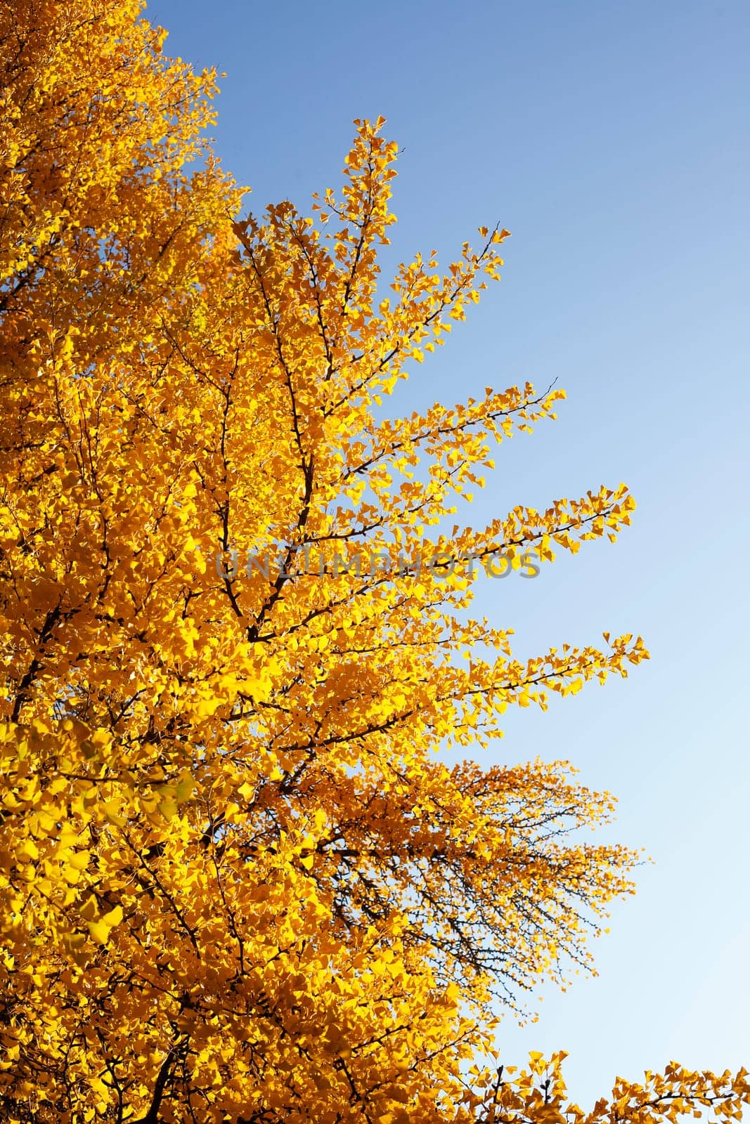 Ginkgo tree (Ginkgo biloba), yellow colored leaves in autumn, Germany