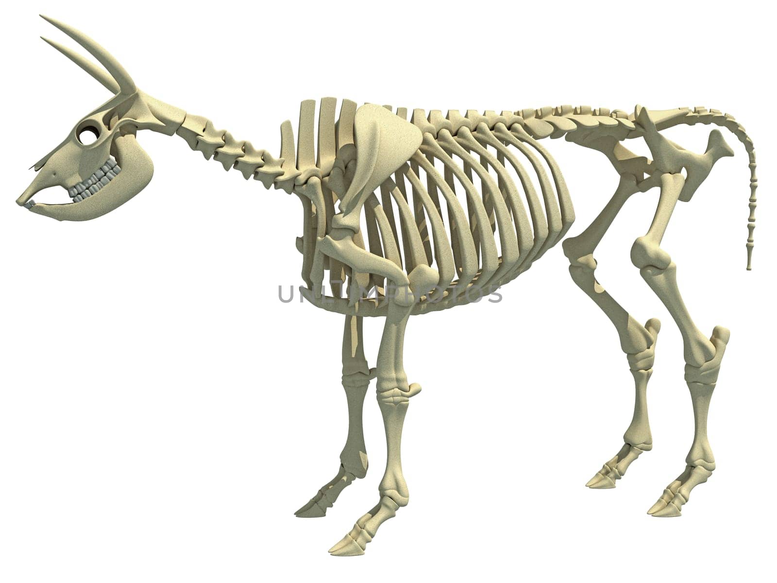 Cow Skeleton animal anatomy 3D rendering model