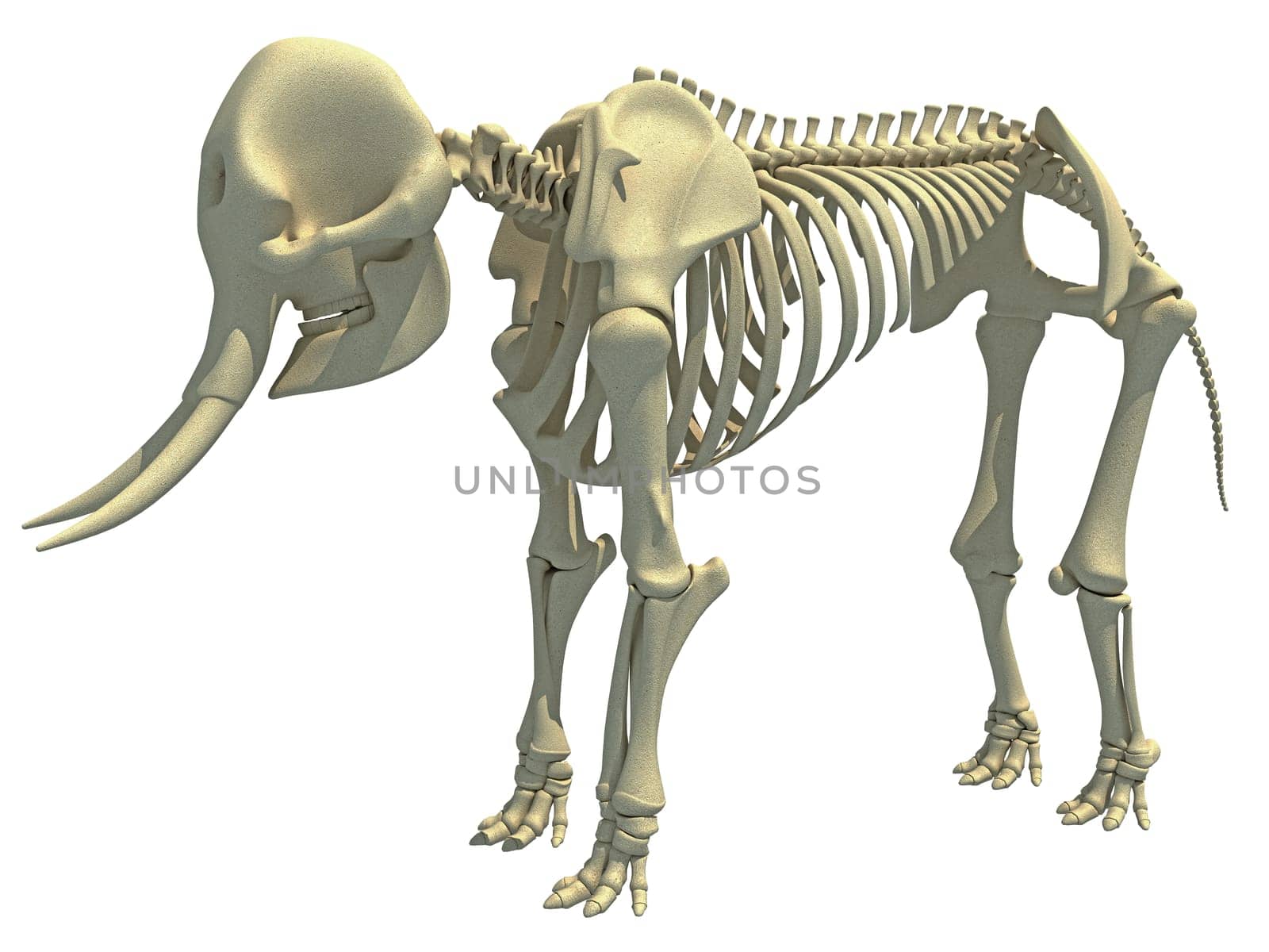 Elephant Skeleton animal anatomy 3D rendering model