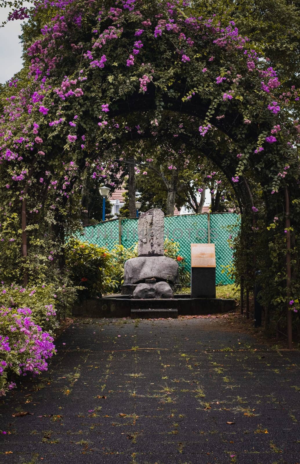 Singapore - July 9 2023: Japanese Tombstone Amid Pink Blooms