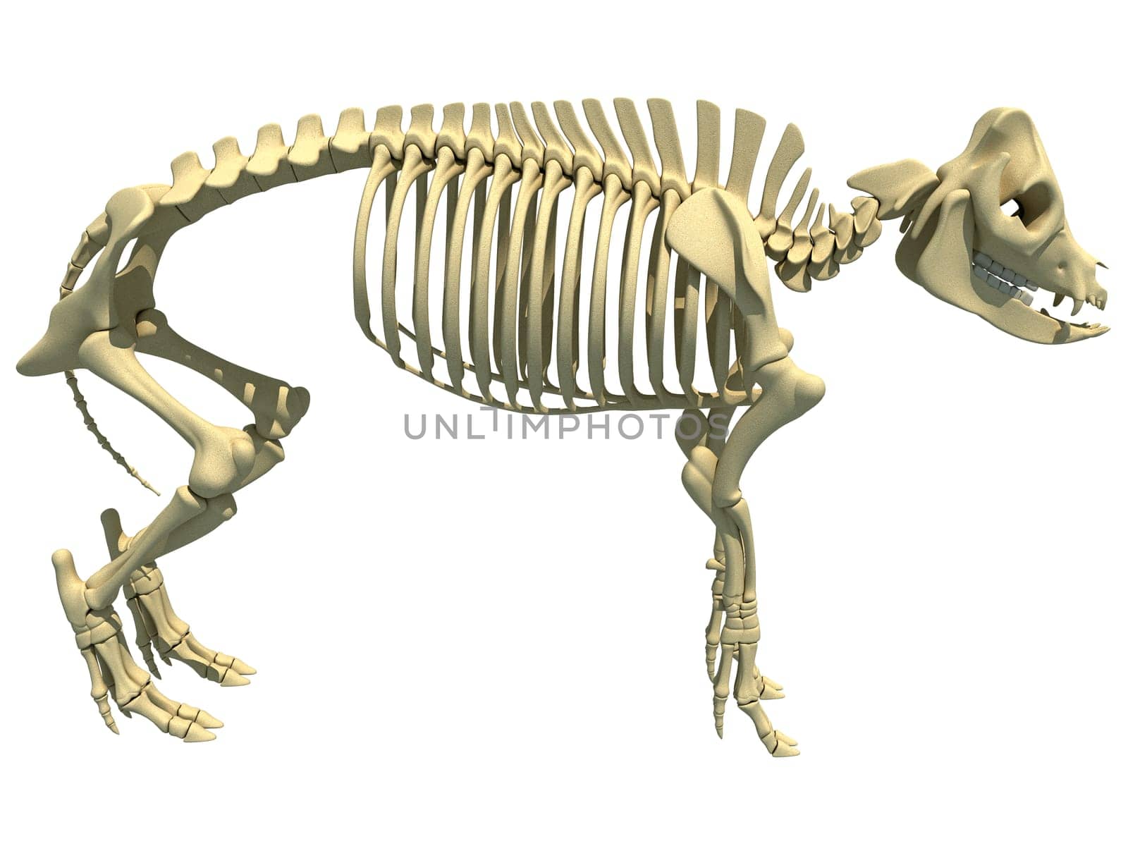 Pig Skeleton anatomical animal 3D rendering model on white background