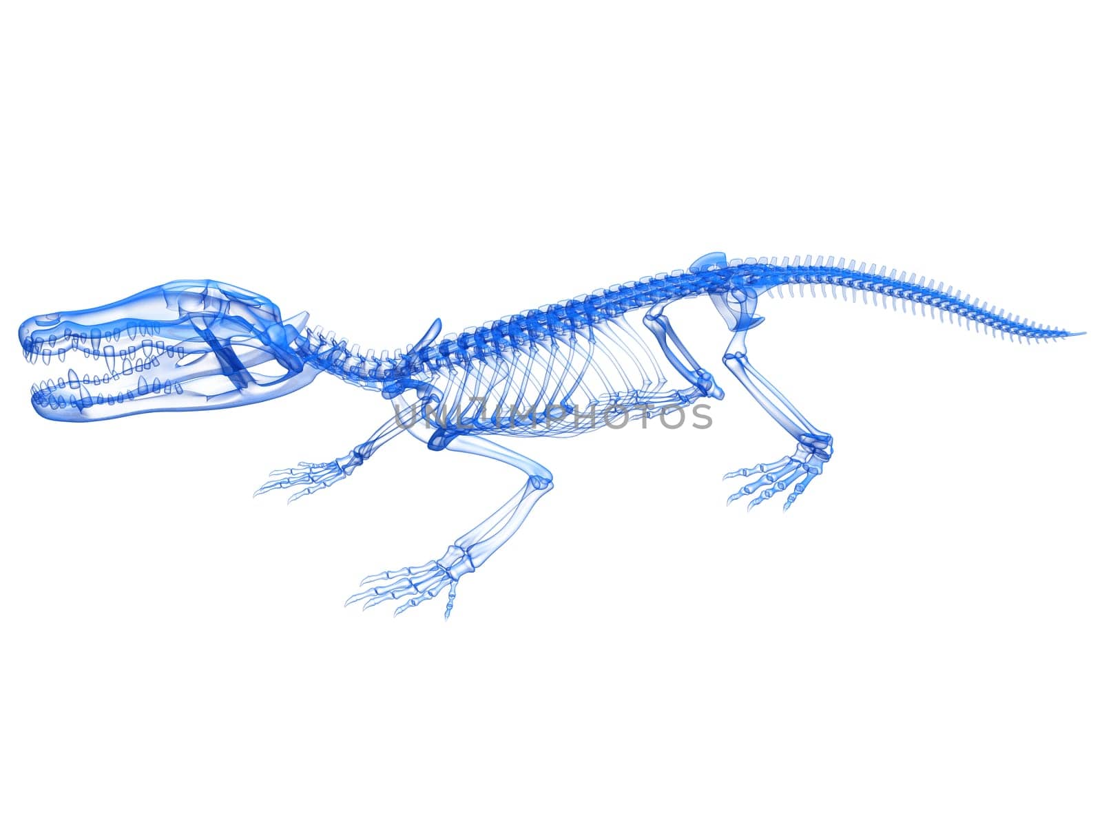 Crocodile Skeleton Transparent 3D rendering model