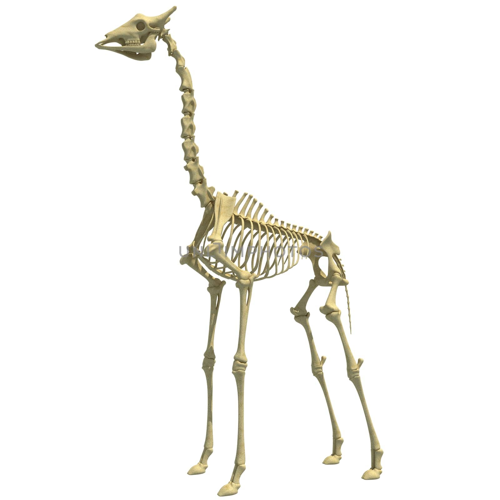 Giraffe Skeleton anatomical animal 3D rendering model on white background