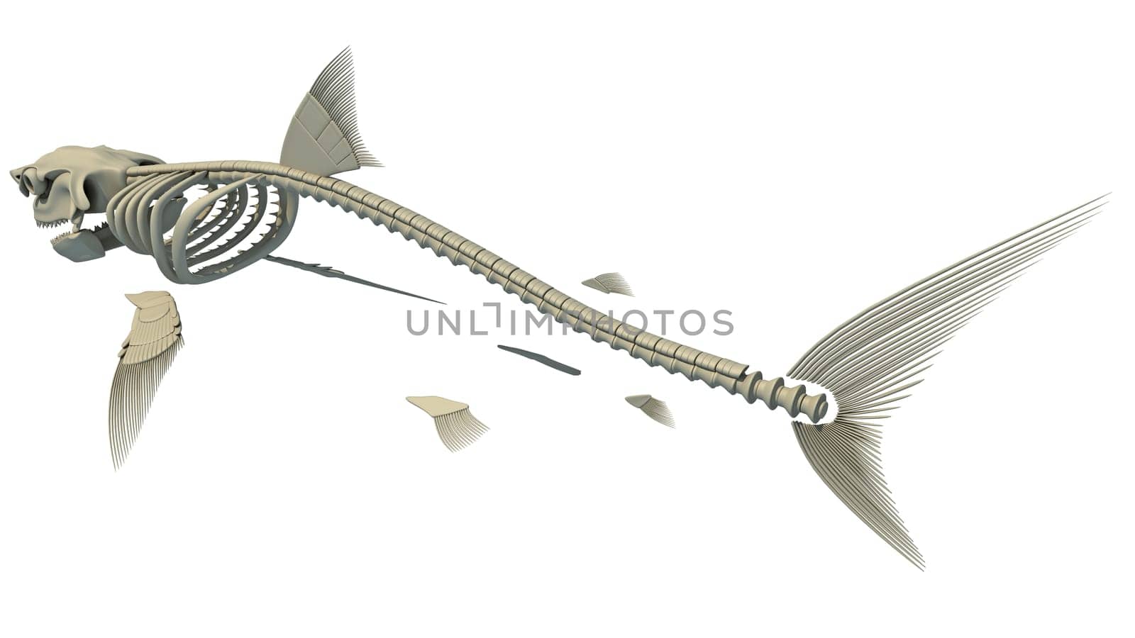 Great White Shark Skeleton 3D rendering model on white background