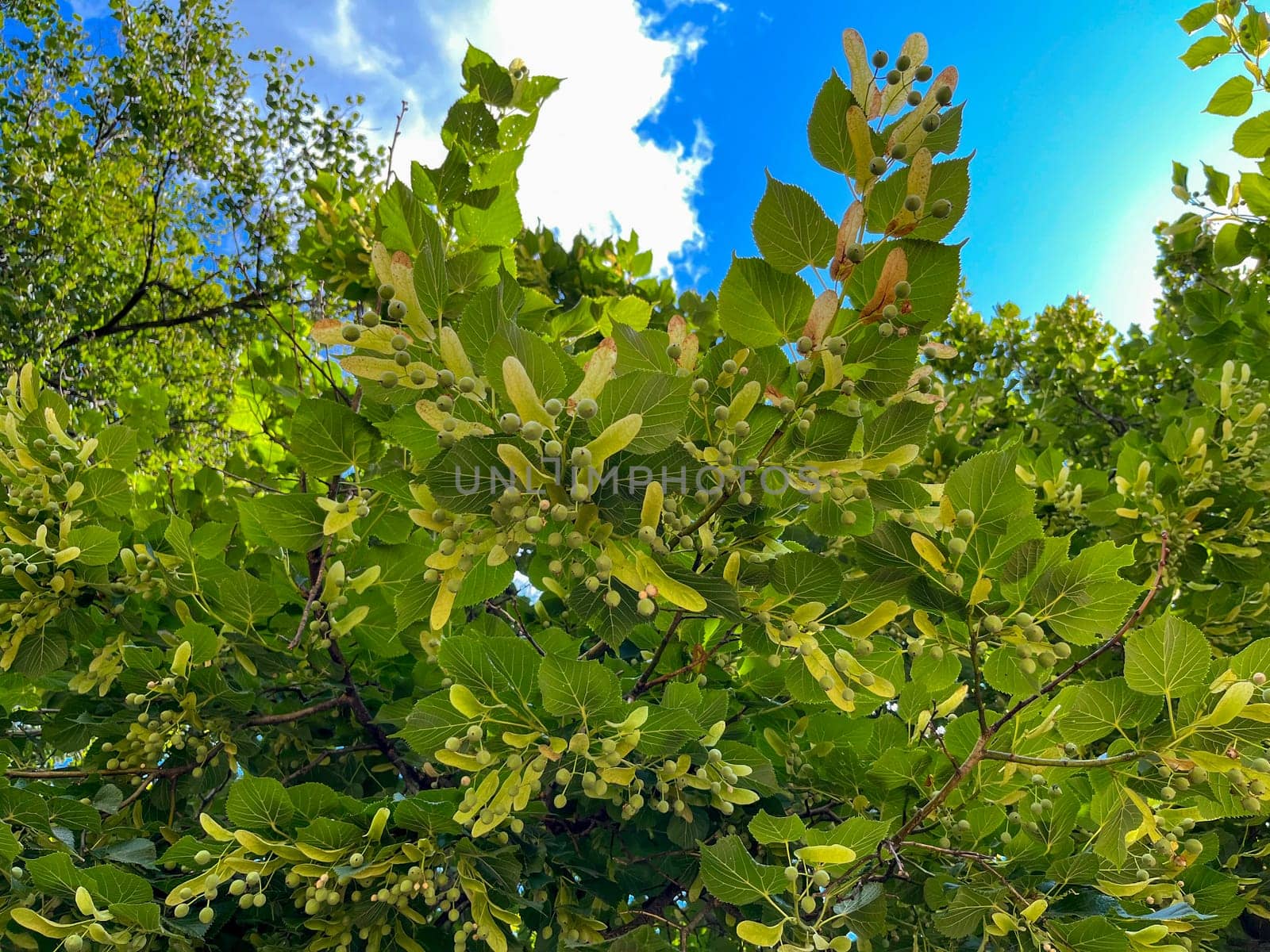 the fruits on the linden tree ripened in summer