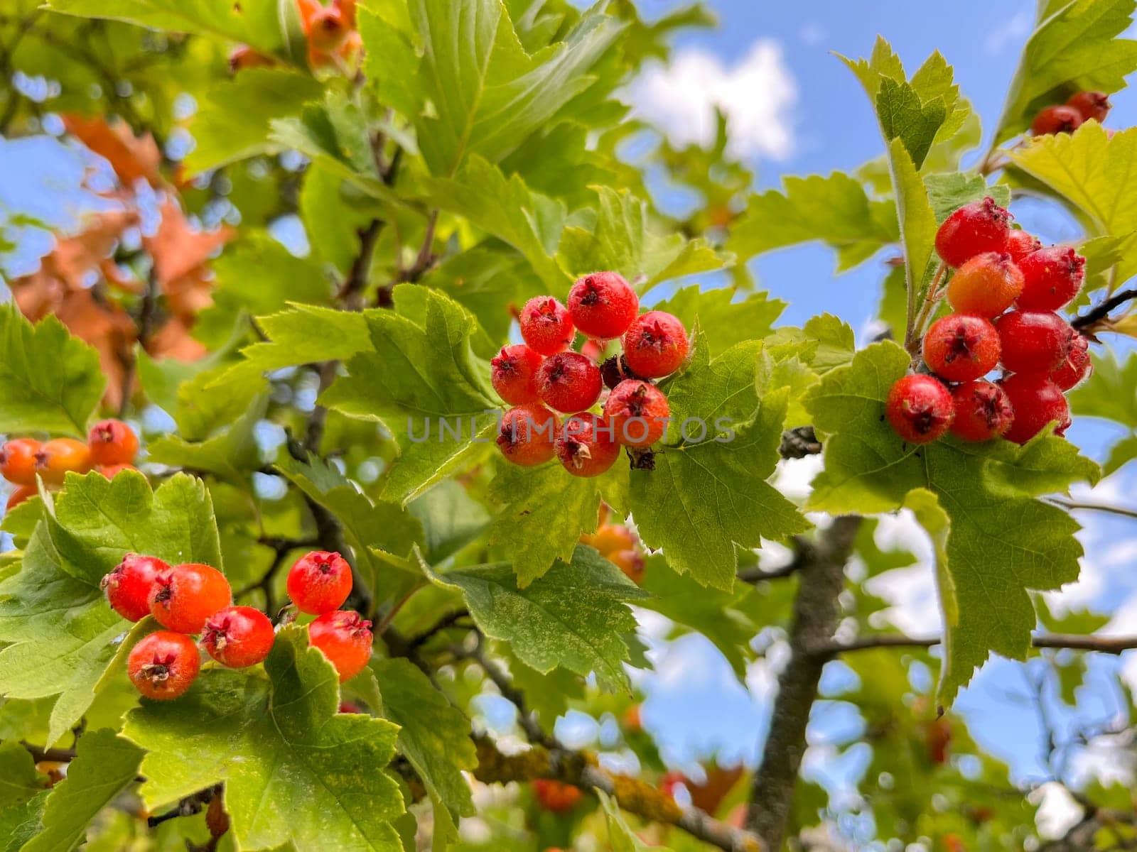 the fruits of red viburnum ripened on the tree at the end of summer