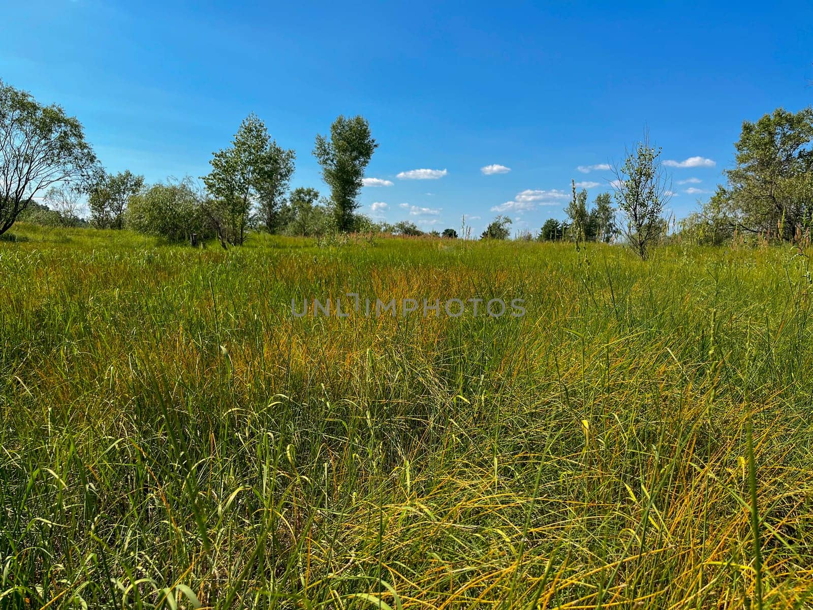 thick grass at the end of summer in the floodplain of the Pripyat river
