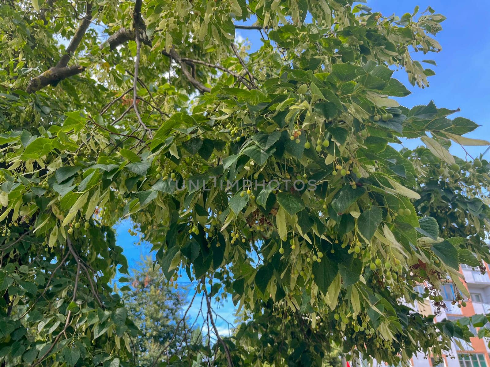 the fruits on the linden tree ripened in summer