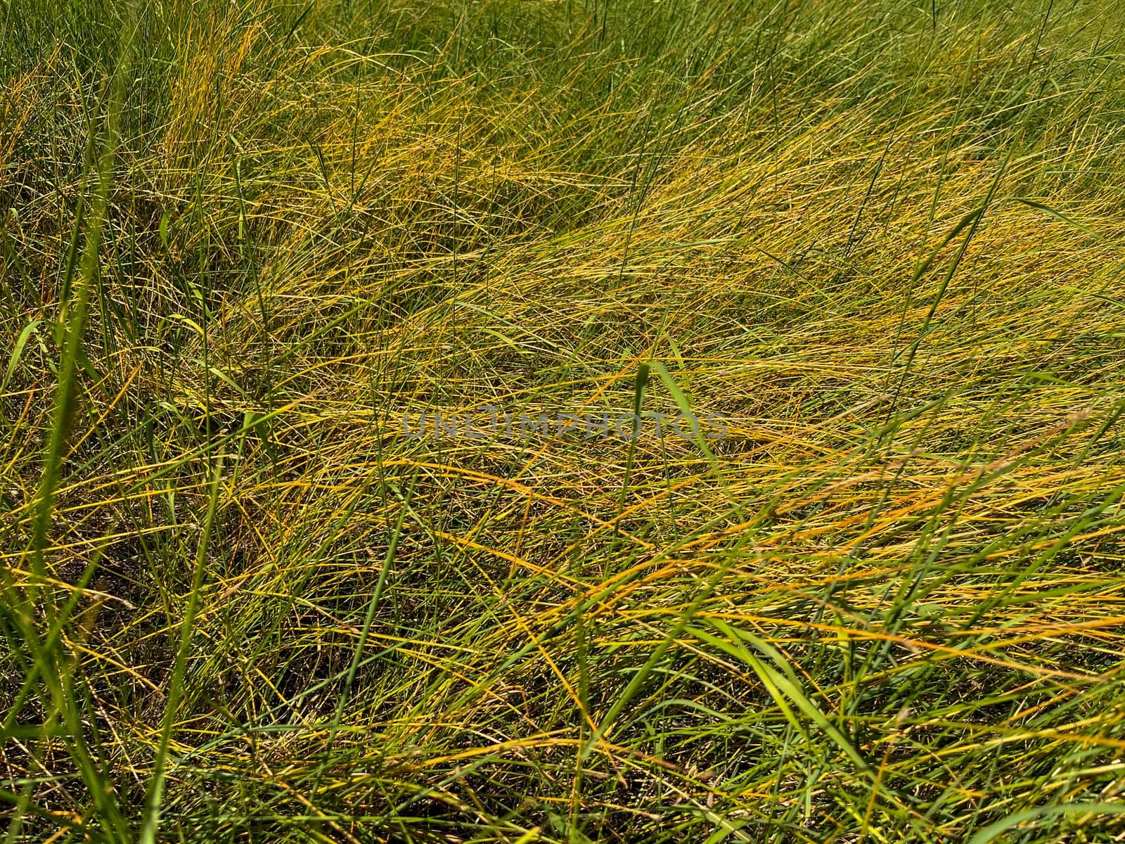 thick grass at the end of summer in the floodplain of the Pripyat river