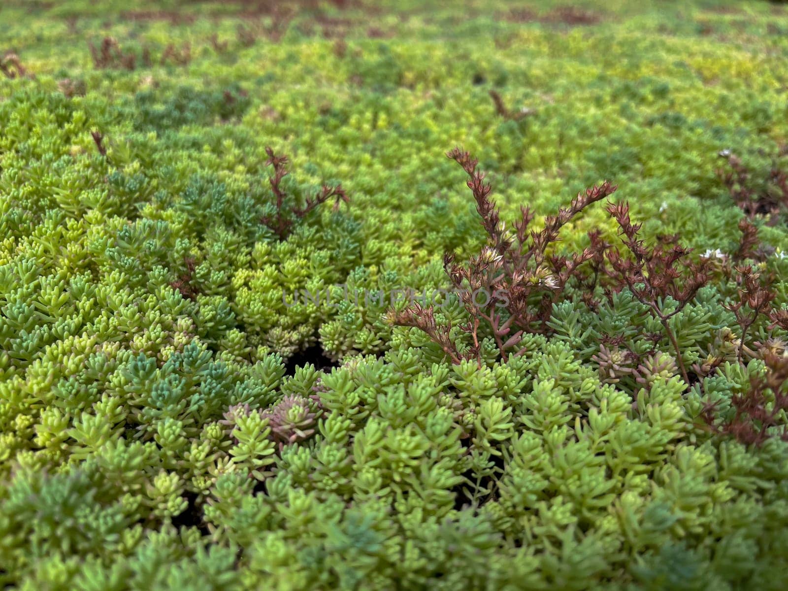 in summer, the green ochitok covers the whole earth