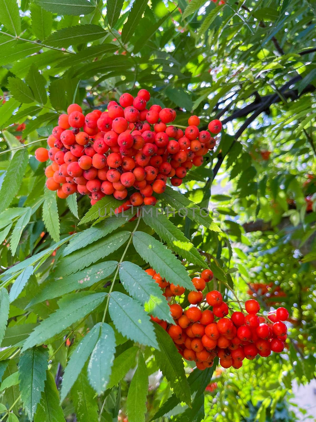 rowan fruits ripened on the tree at the end of summer