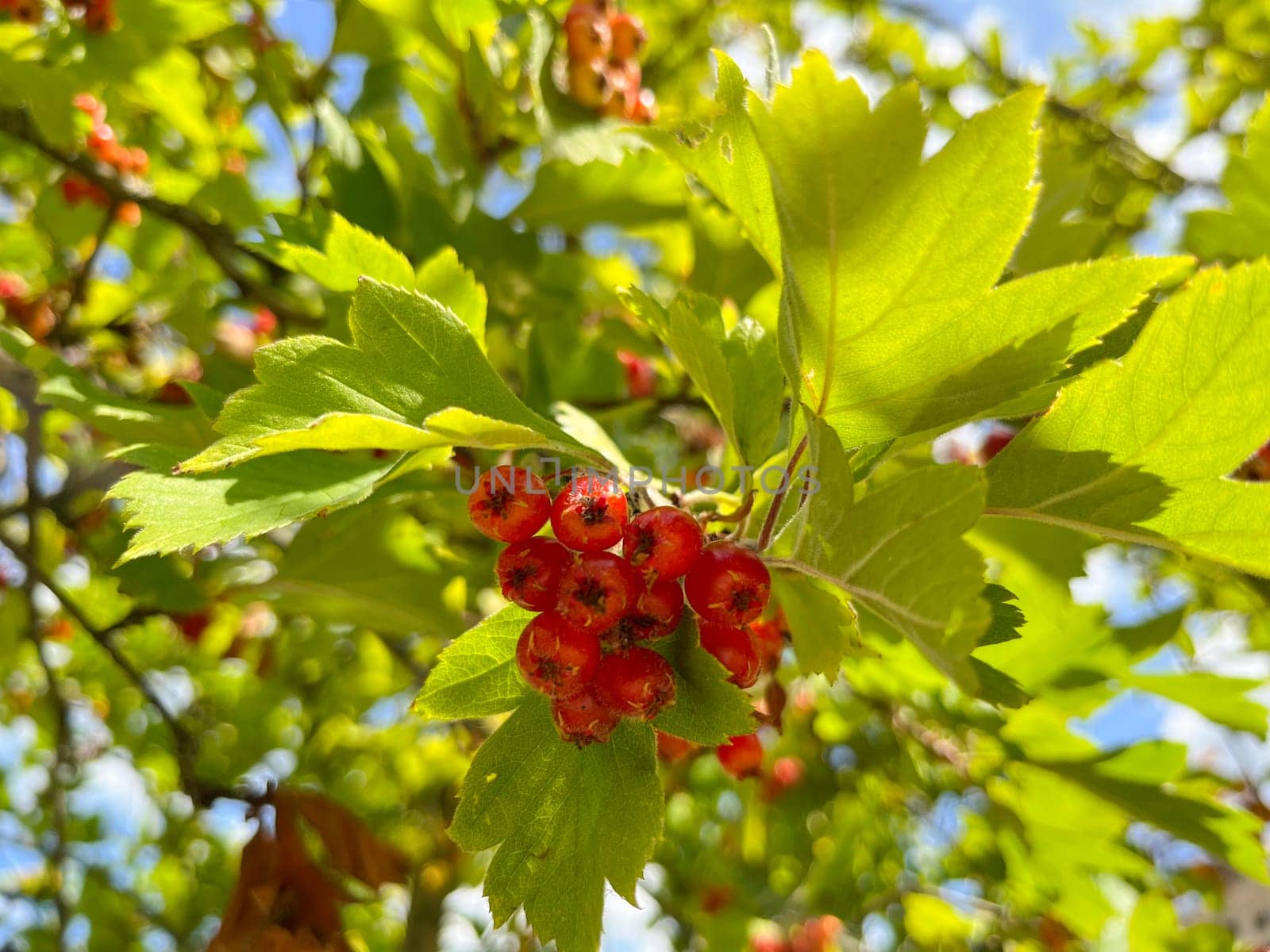 the fruits of red viburnum ripened on the tree at the end of summer
