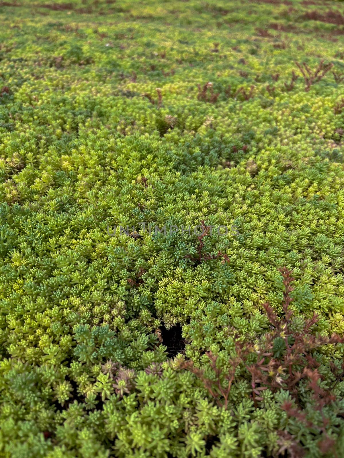 in summer, the green ochitok covers the whole earth