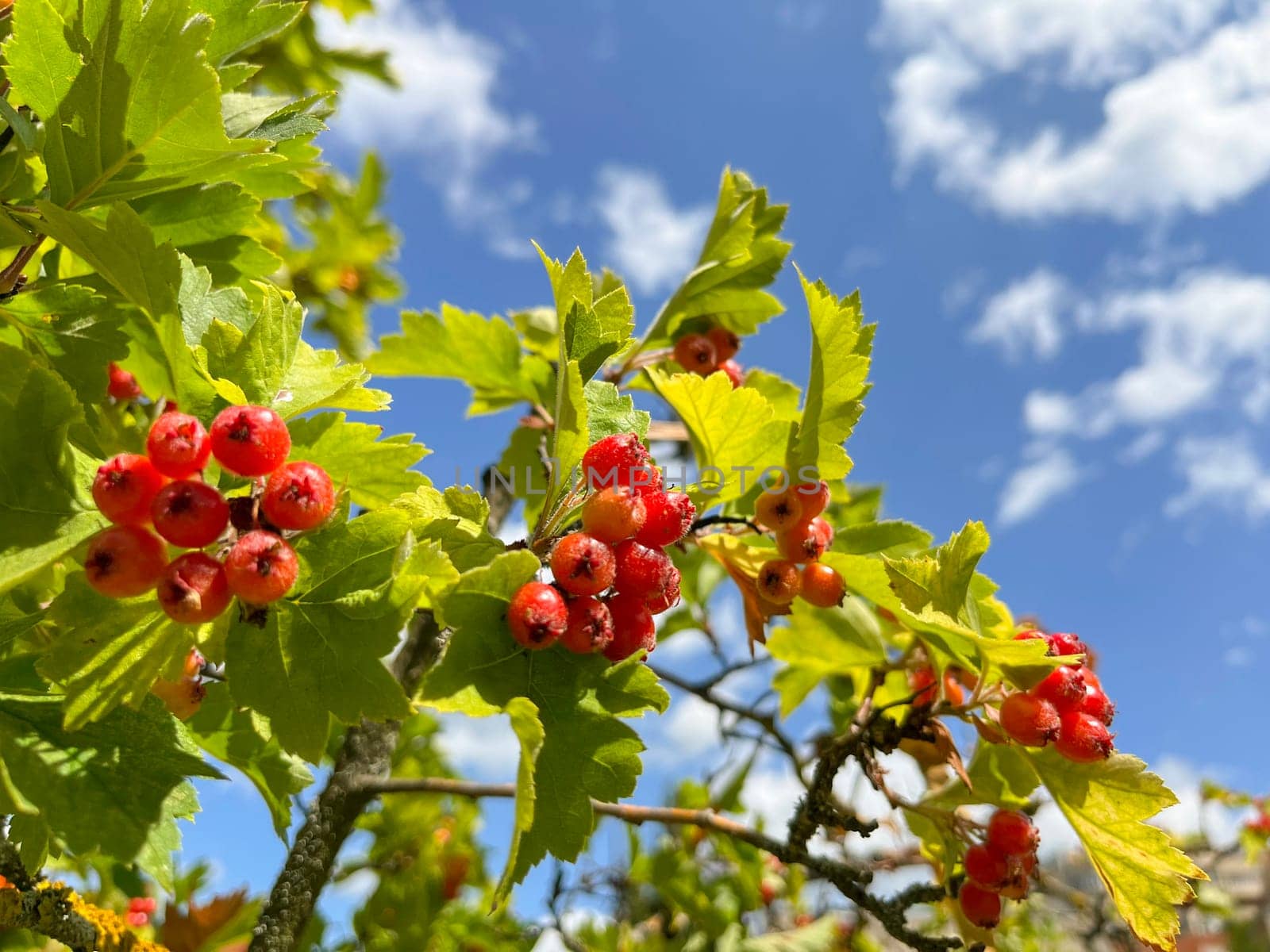 the fruits of red viburnum ripened on the tree at the end of summer